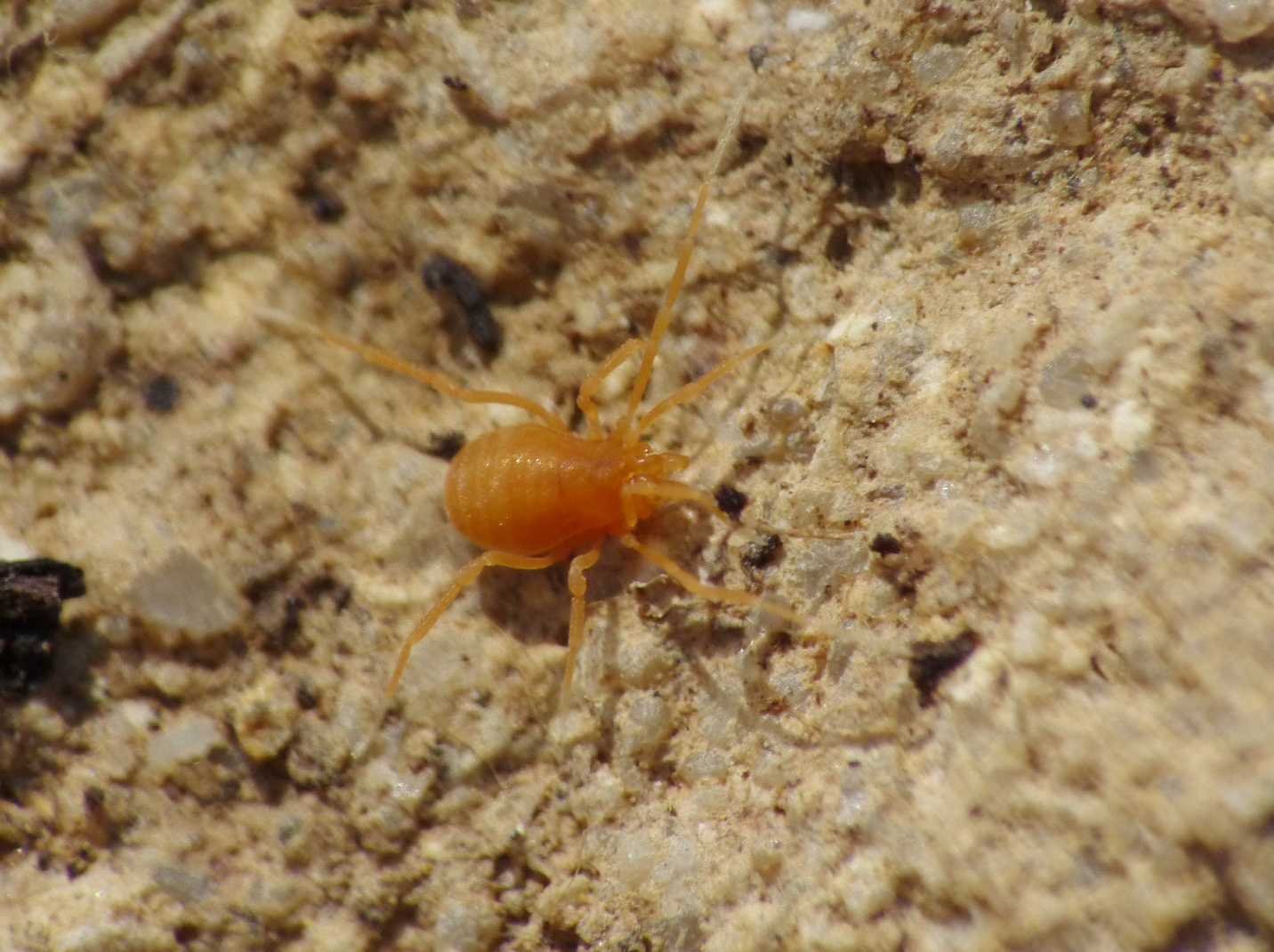 Piccoli Opiliones gialli